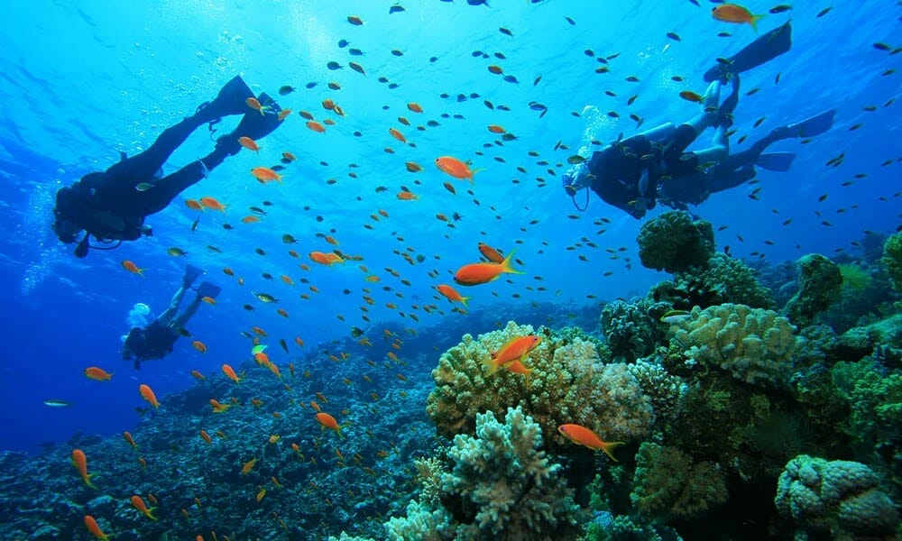 FULL DAY DIVING TOUR IN NHA TRANG BAY