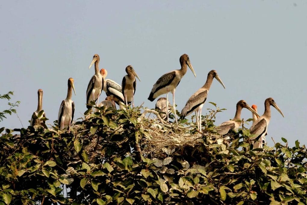 CAMBODIA BIRD-WATCHING TOUR IN SIEMREAP
