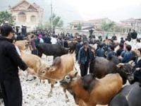 Upland Meo Vac cattle market