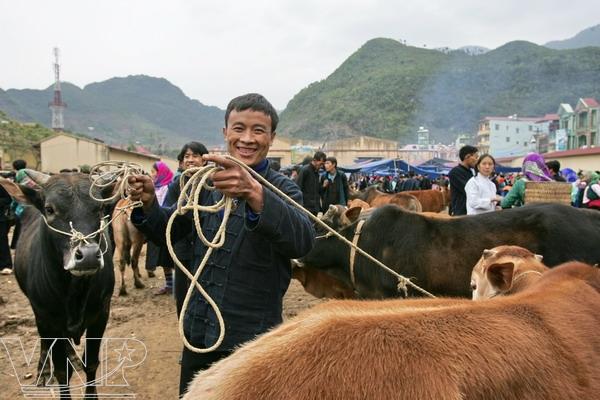 Mong ethnic men walk their cows to market to sell