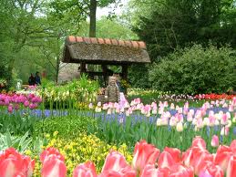 Dalat flower