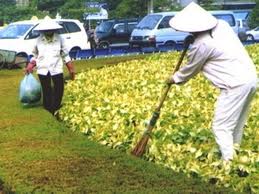 Hanoi to hold street flower festival to welcome the New Year