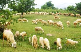 Ninhthuan tourism Ninhthuan tourism