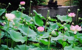 Ha Tinh Tourism Looks to Regional Links