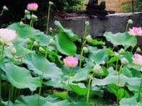 Ha Tinh Tourism Looks to Regional Links Ha Tinh Tourism Looks to Regional Links