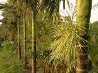 Yen Duc Village Yen Duc Village