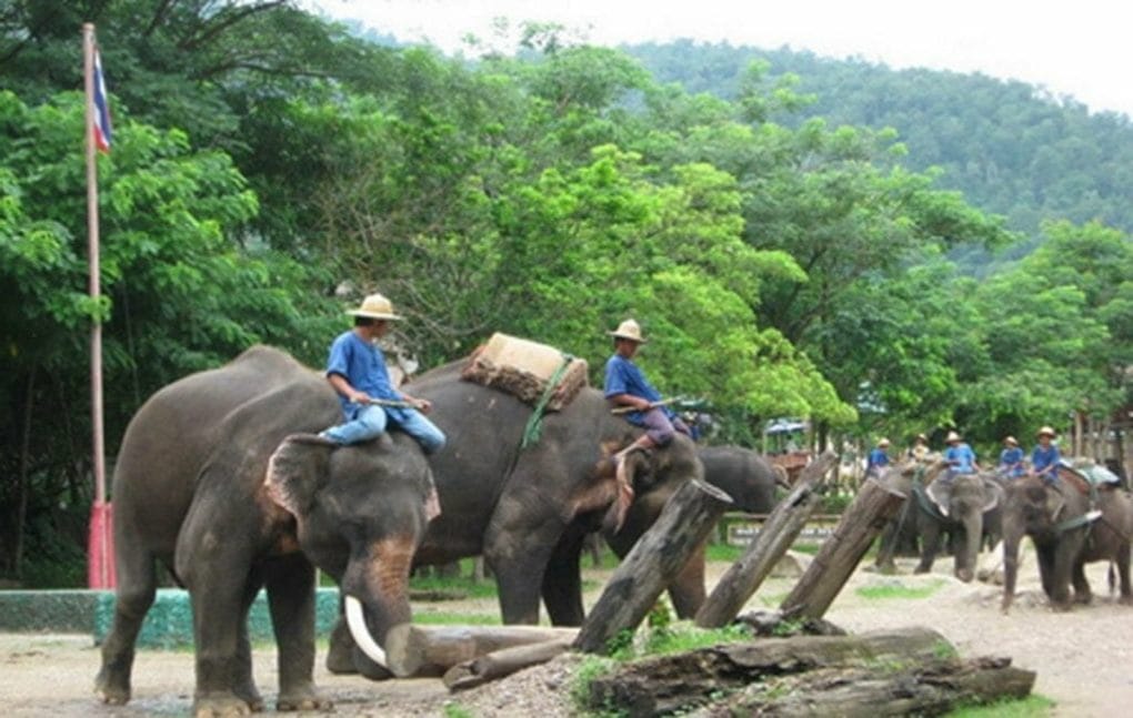 Laos elephant riding Tours in LuangPrabang, Elephant riding in pakbeng