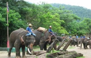 Laos elephant riding Tours in Luang Prabang