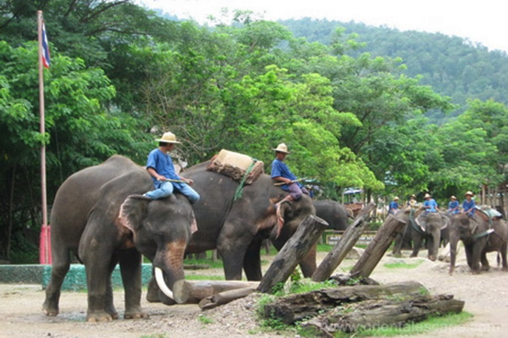Elephant Riding Tours in Maetang