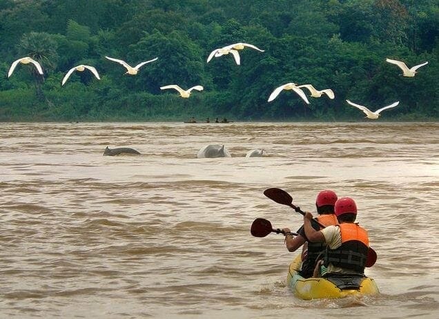 The rare Irrawaddy dolphins in laos - Laos Kayaking Tours on Mekong River From Pakse to Don Khone