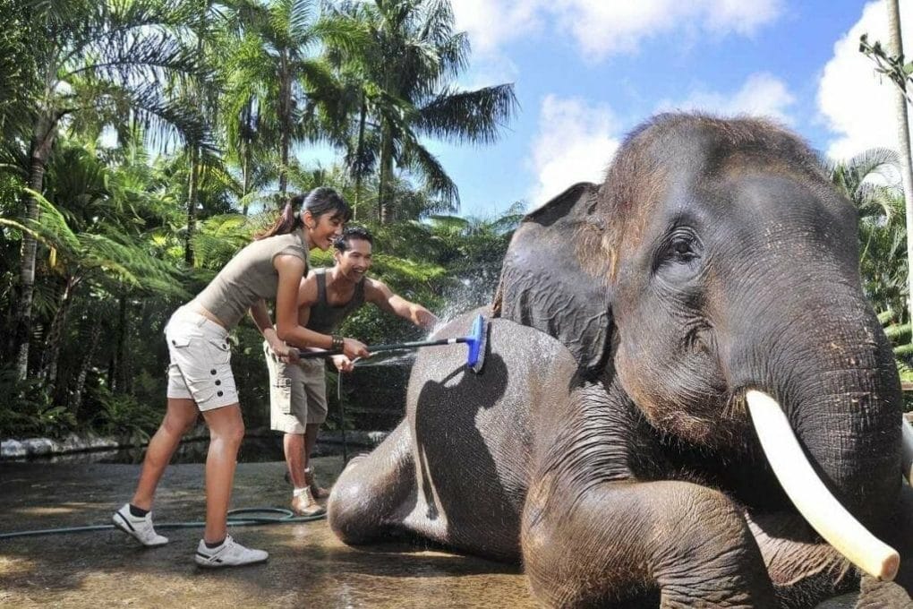 LIVING WITH ELEPHANTS TOURS IN LUANG PRABANG
