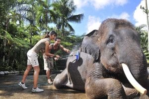 Riding Elephants in Luang Prabang with Homestay Tours