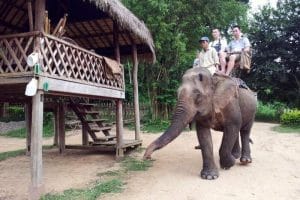 Laos Elephant Riding Package Tours at Elephant Lodge