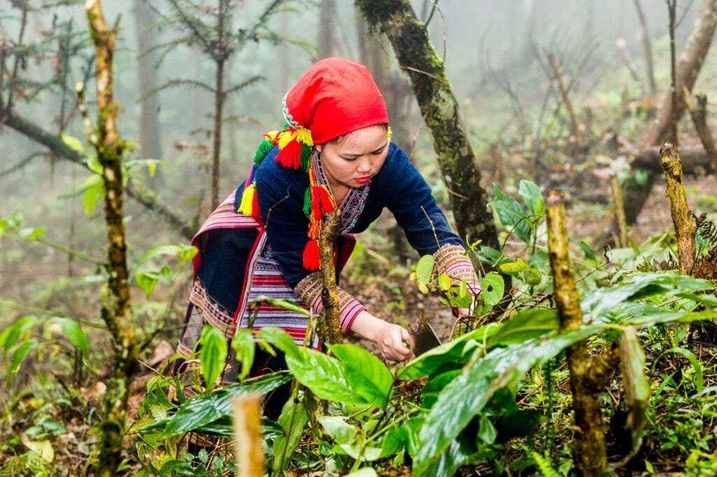 Photography Tour of North Vietnam to Mu Cang Chai, Ha Giang, Ba Be Lake - 10 Days